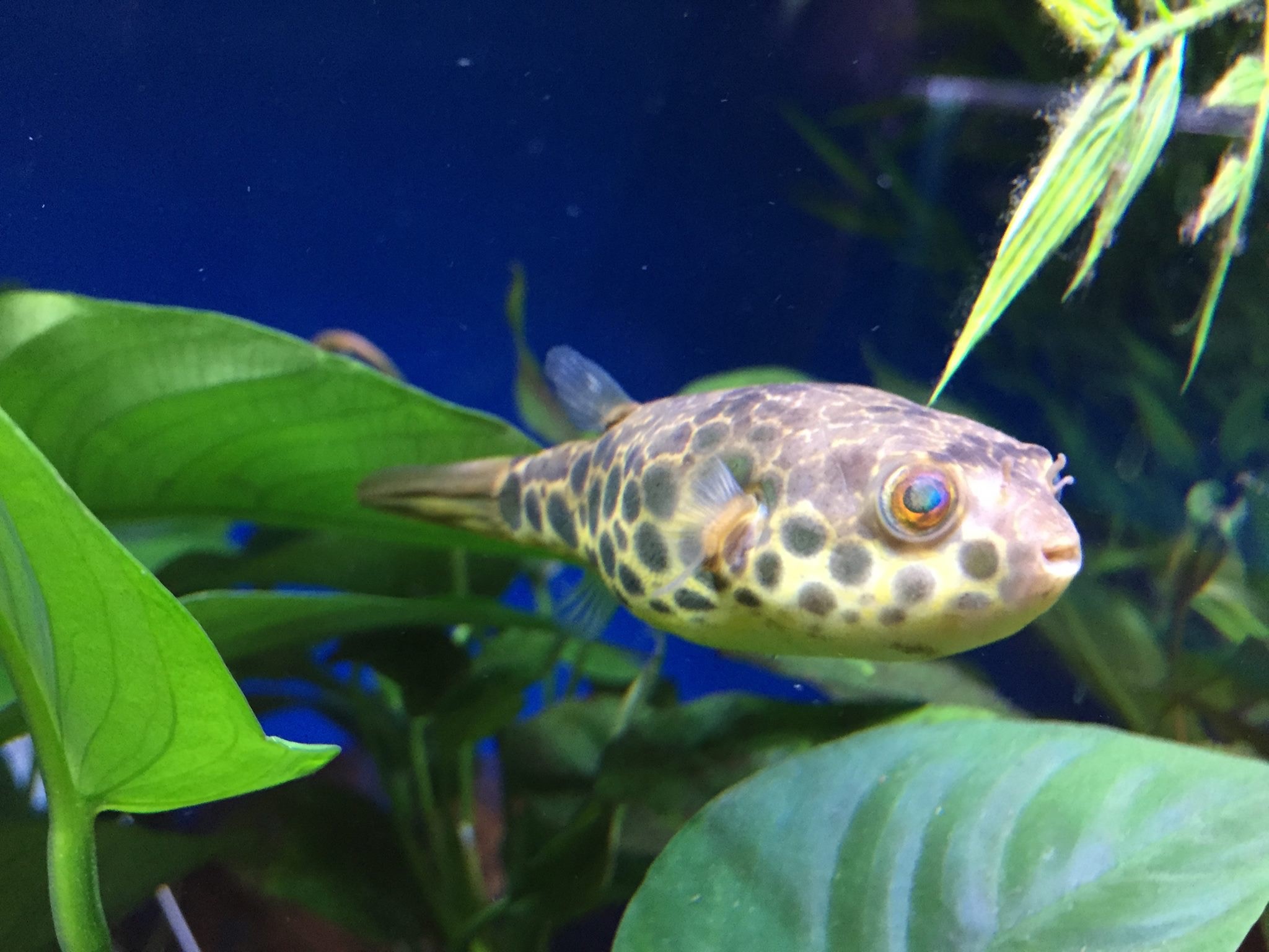Freshwater Fish For Sale: Spotted Congo Pufferfish Tetraodon ...