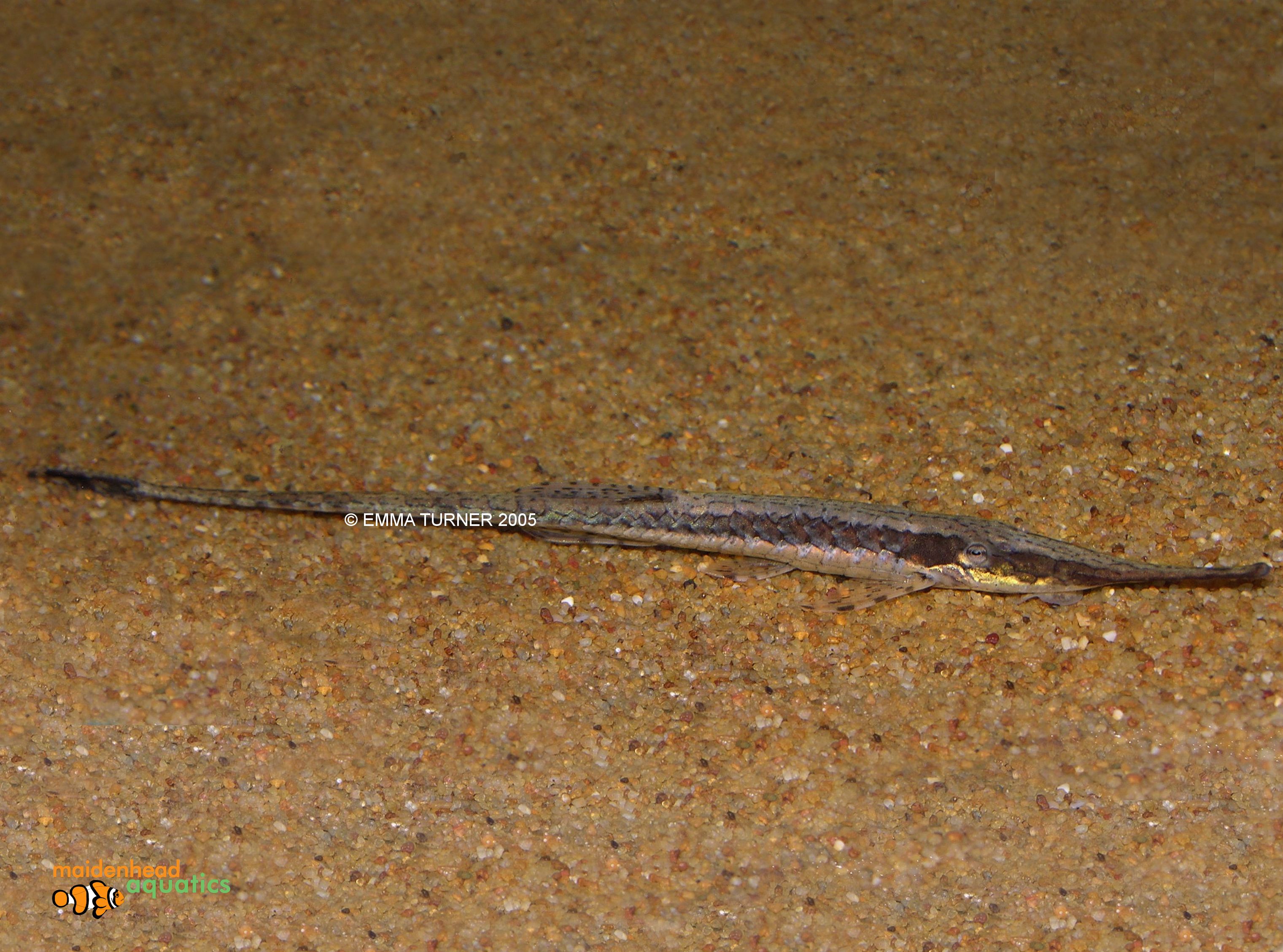 Twig CatfishFarlowella vittata