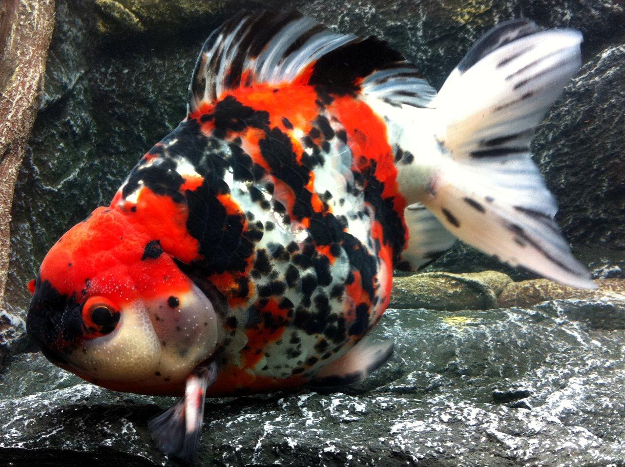 23b-red-black-white-oranda-18-cm.jpg&w=4