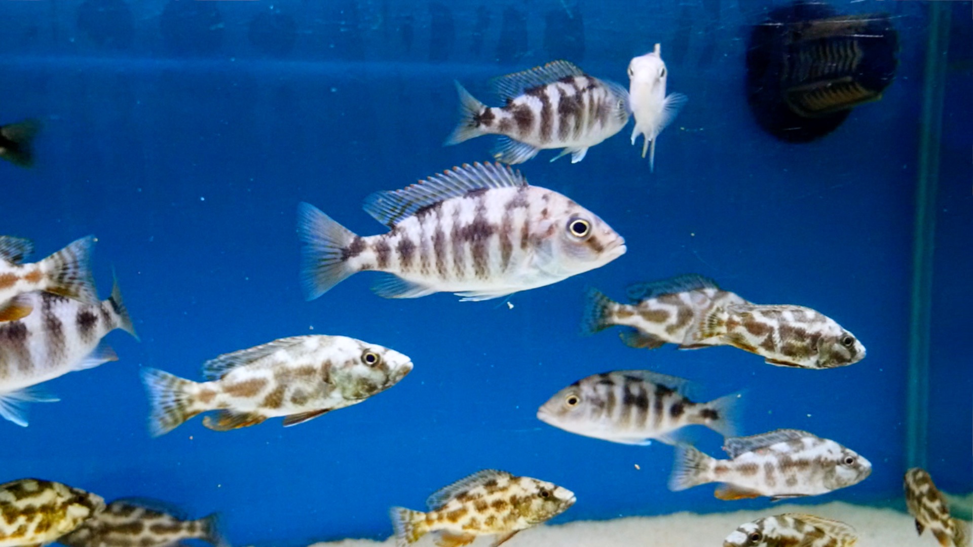 Responsible pet ownership, what does it mean to fishkeepers