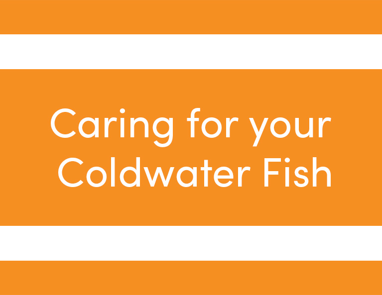 caring for your coldwater fish