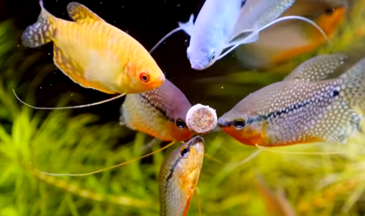 Aquarium Fish Feeding