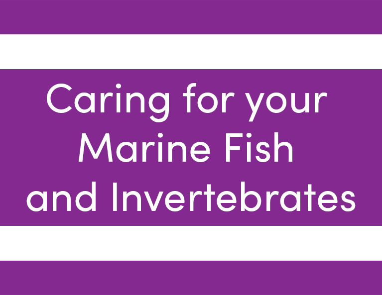 caring for your marine fish and invertebrates