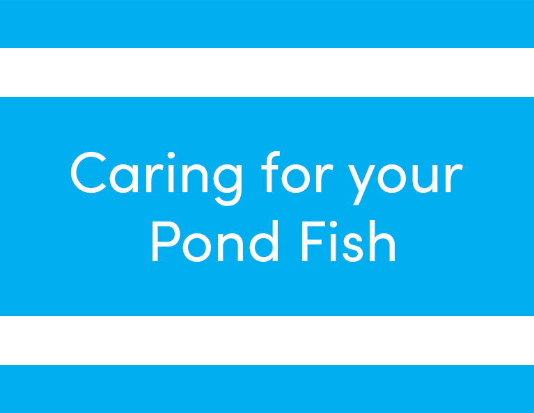 caring for your pond fish