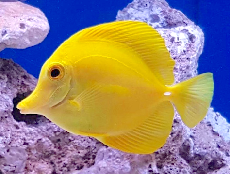 Yellow Tangs Are Here