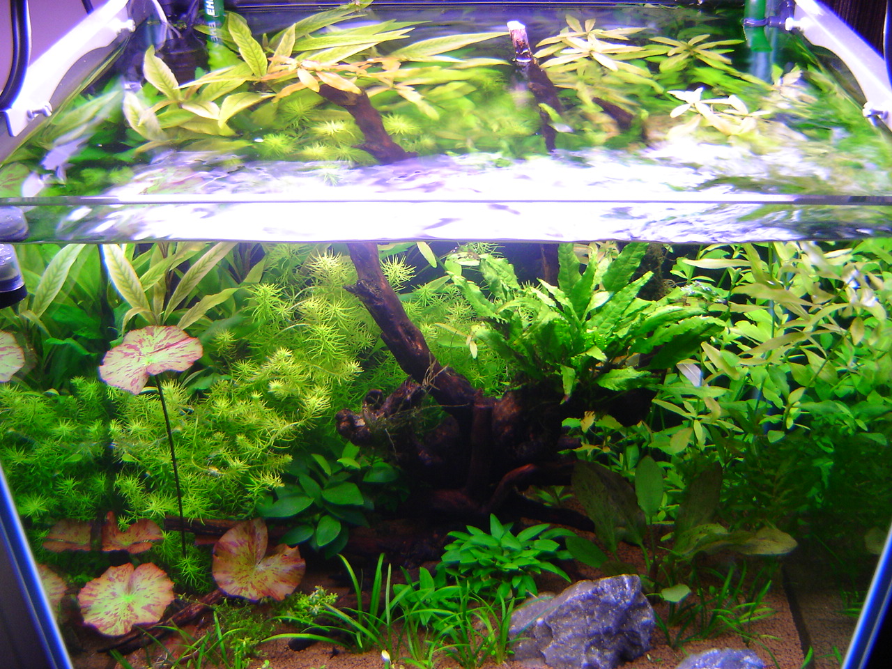Aquarium Net for Tropical Fish and Planted Aquarium Tank – Glass Aqua