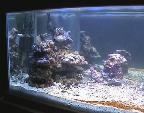 A reef is born! From glass box to captive coral reef – part II (adding ...