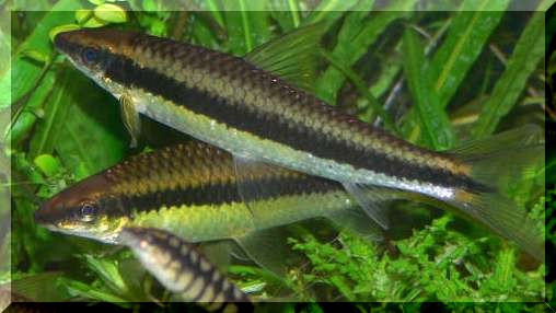 Flying fox fish care outlet