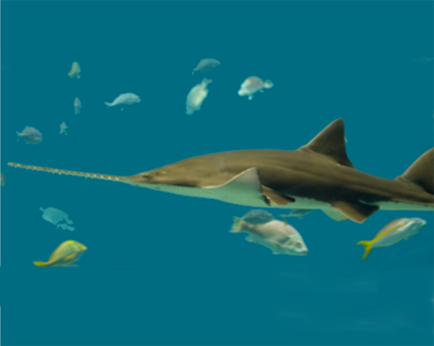 No Sex Please, We’re Sawfish