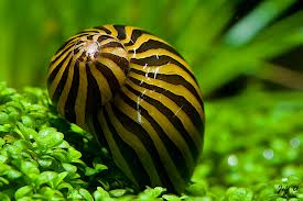 The Zebra Nerite snail