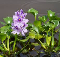 water-hyacinth-1470135378.jpg