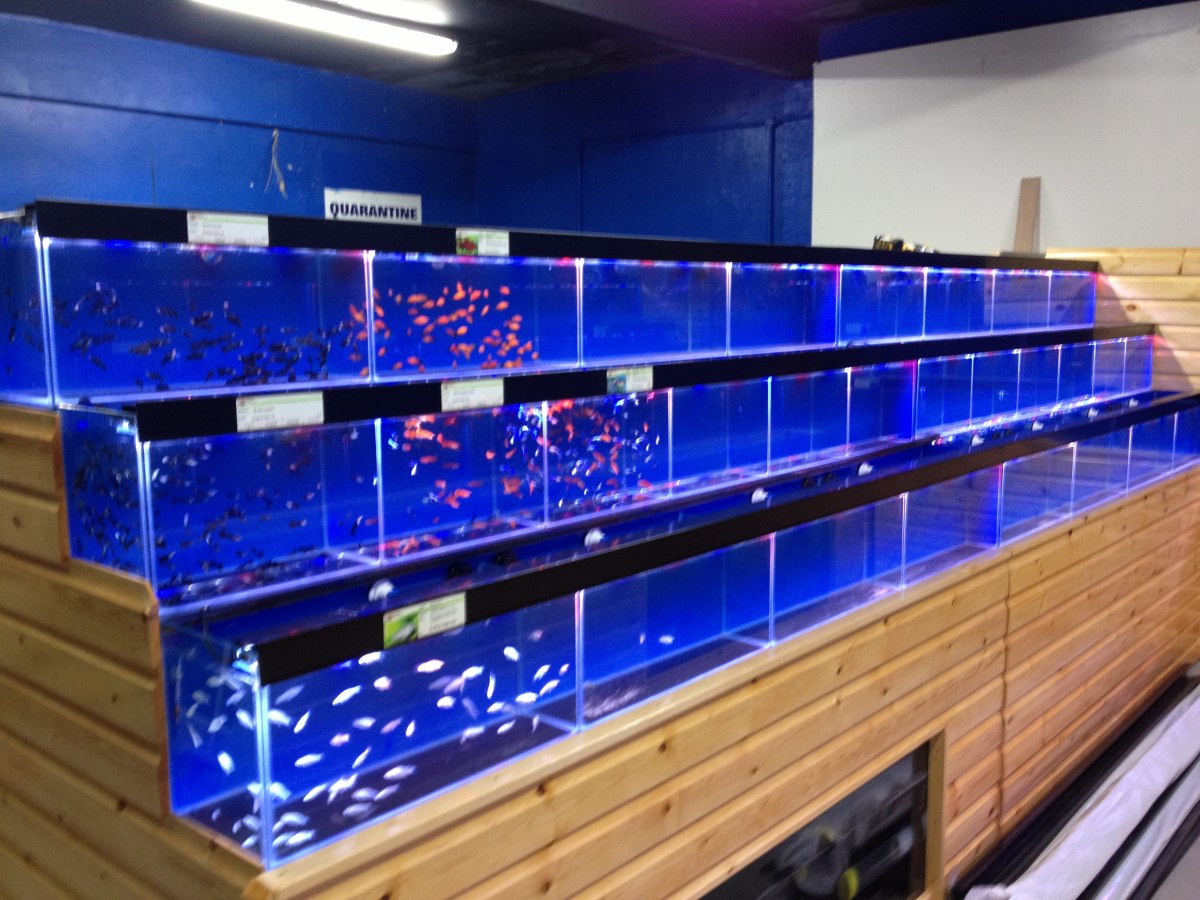 Coventry Maidenhead Aquatics