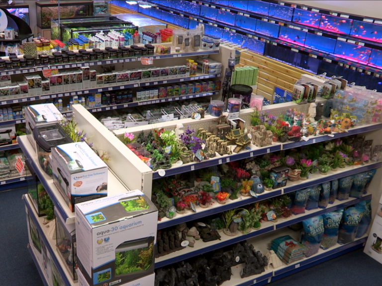 Kidderminster Maidenhead Aquatics