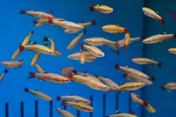 Temperate fish - the smart alternative to goldfish