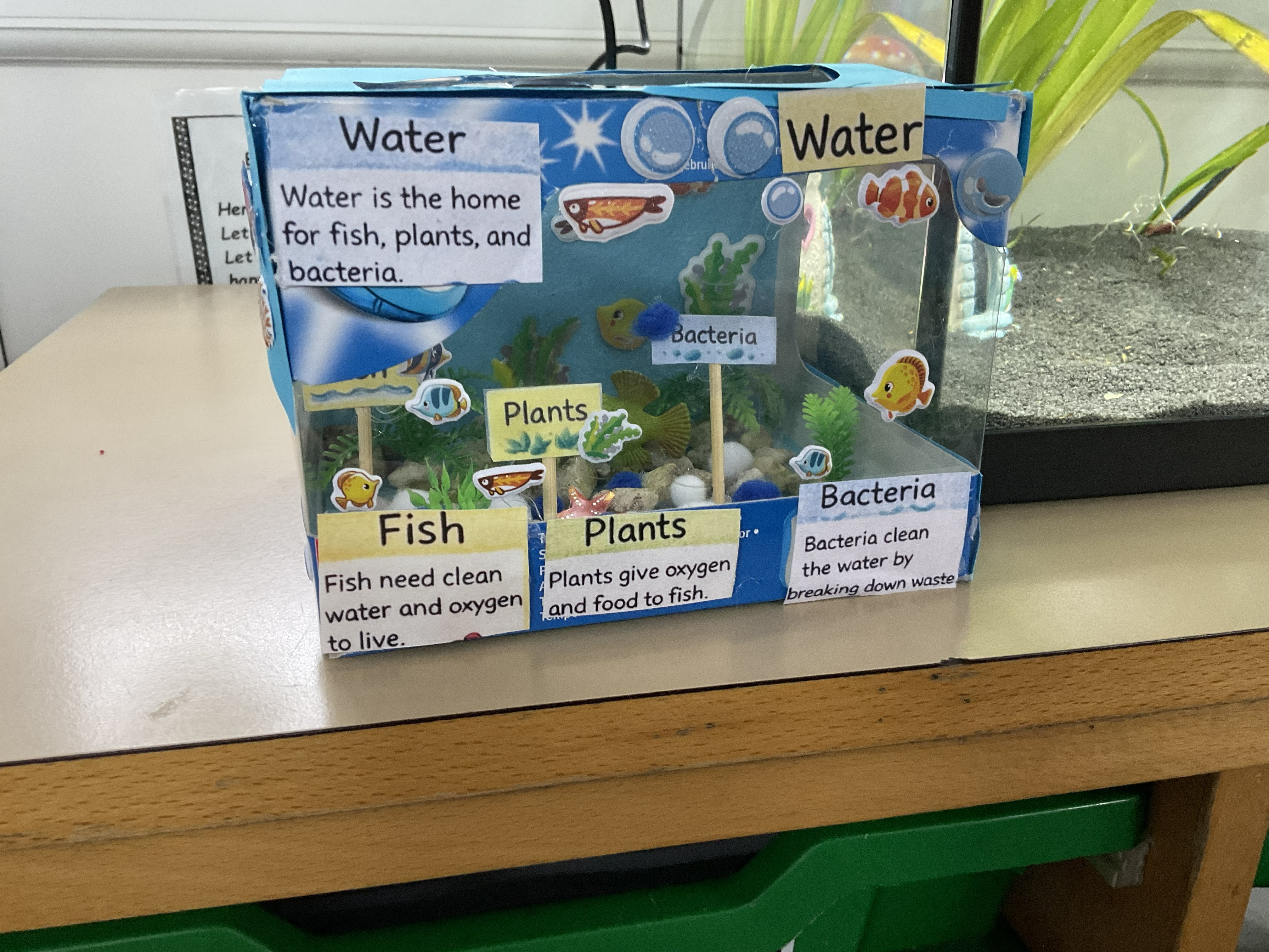 Beechwood Primary School - Fishkeeper Fry 2026 - Maidenhead Aquatics