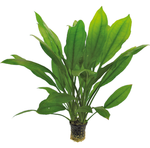 Echinodoras bleheri Aquarium plant