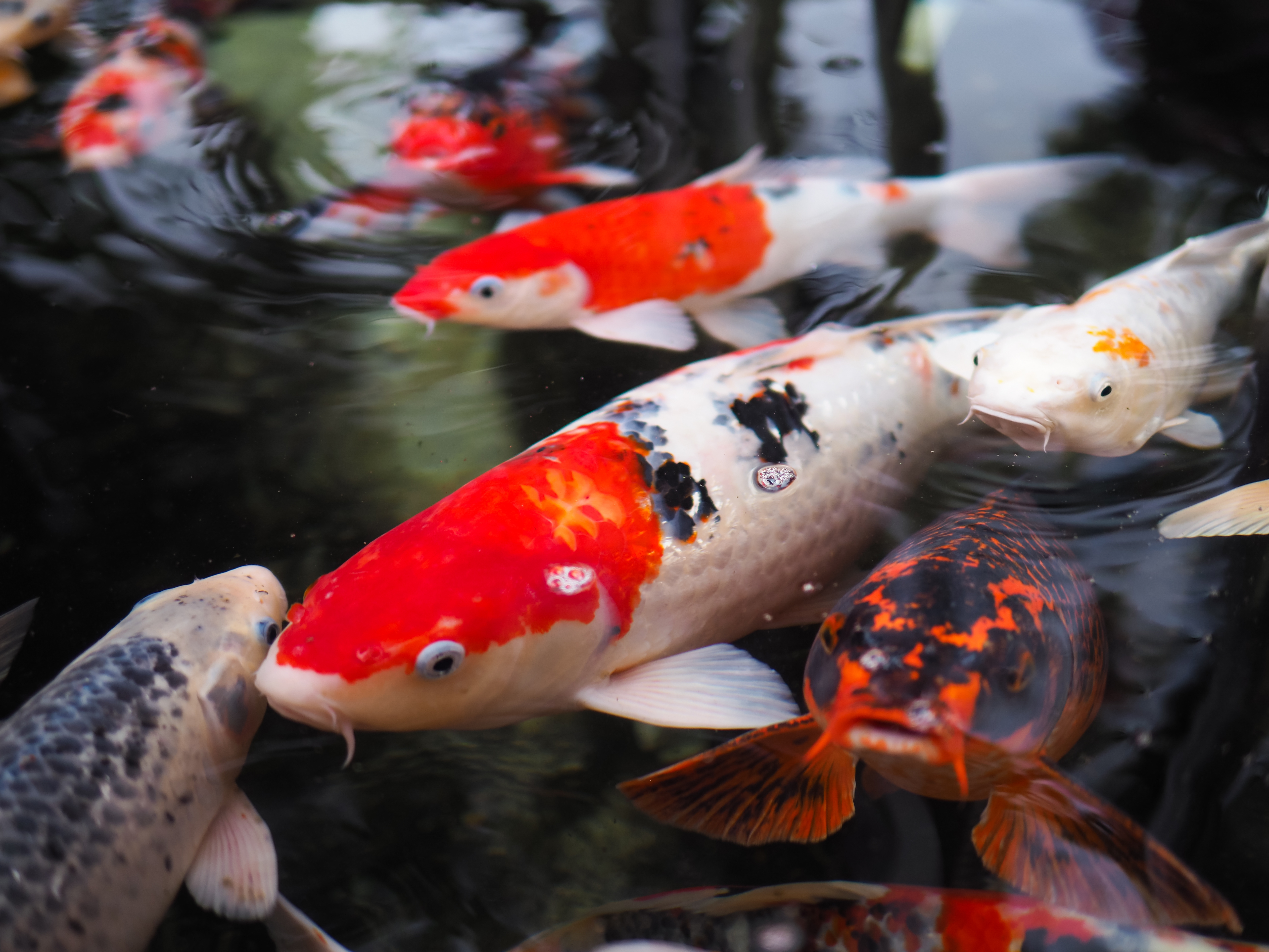 Koi Fish, Fish behaviour, fish health checks