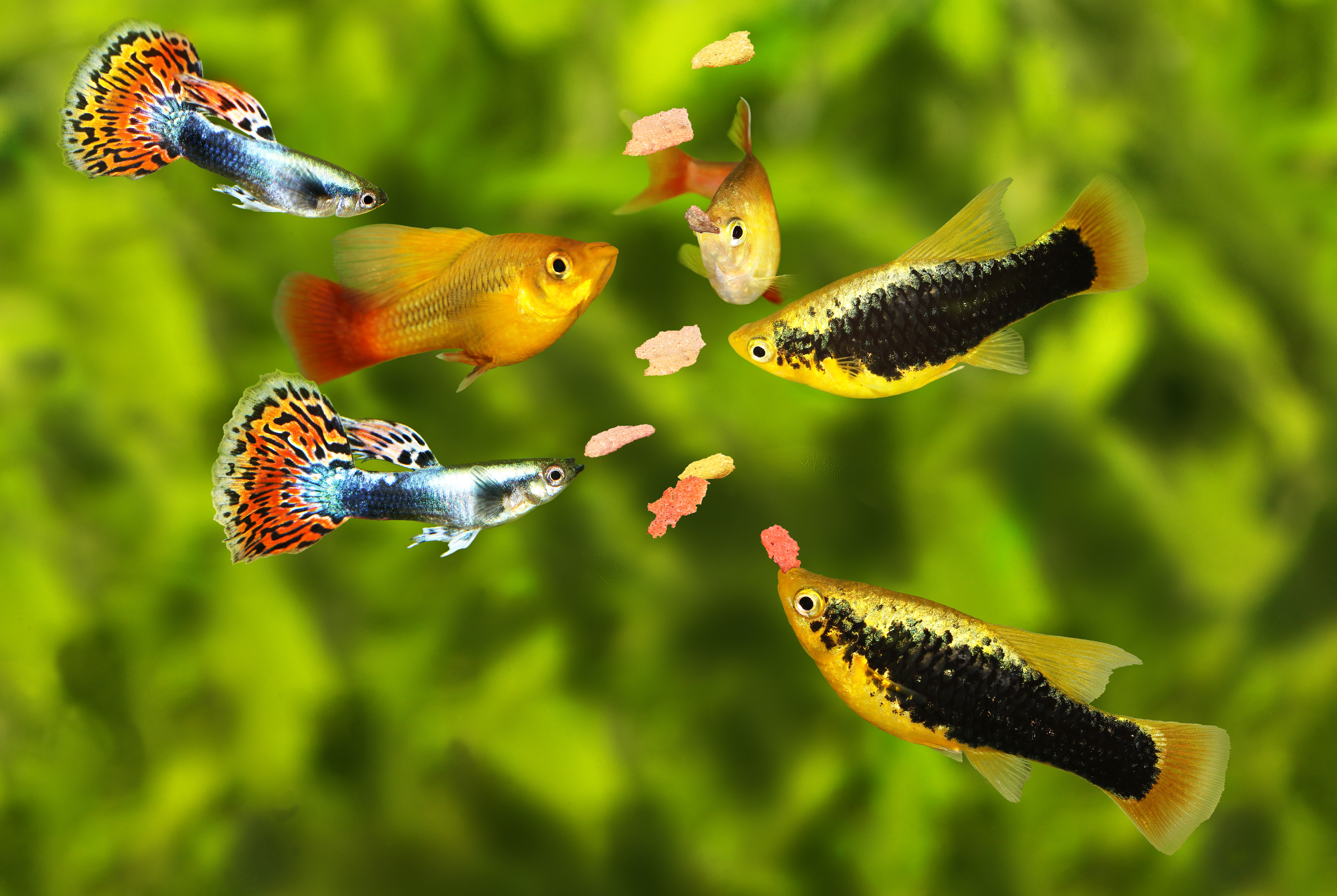 Fish Feeding on Tropical Flakes