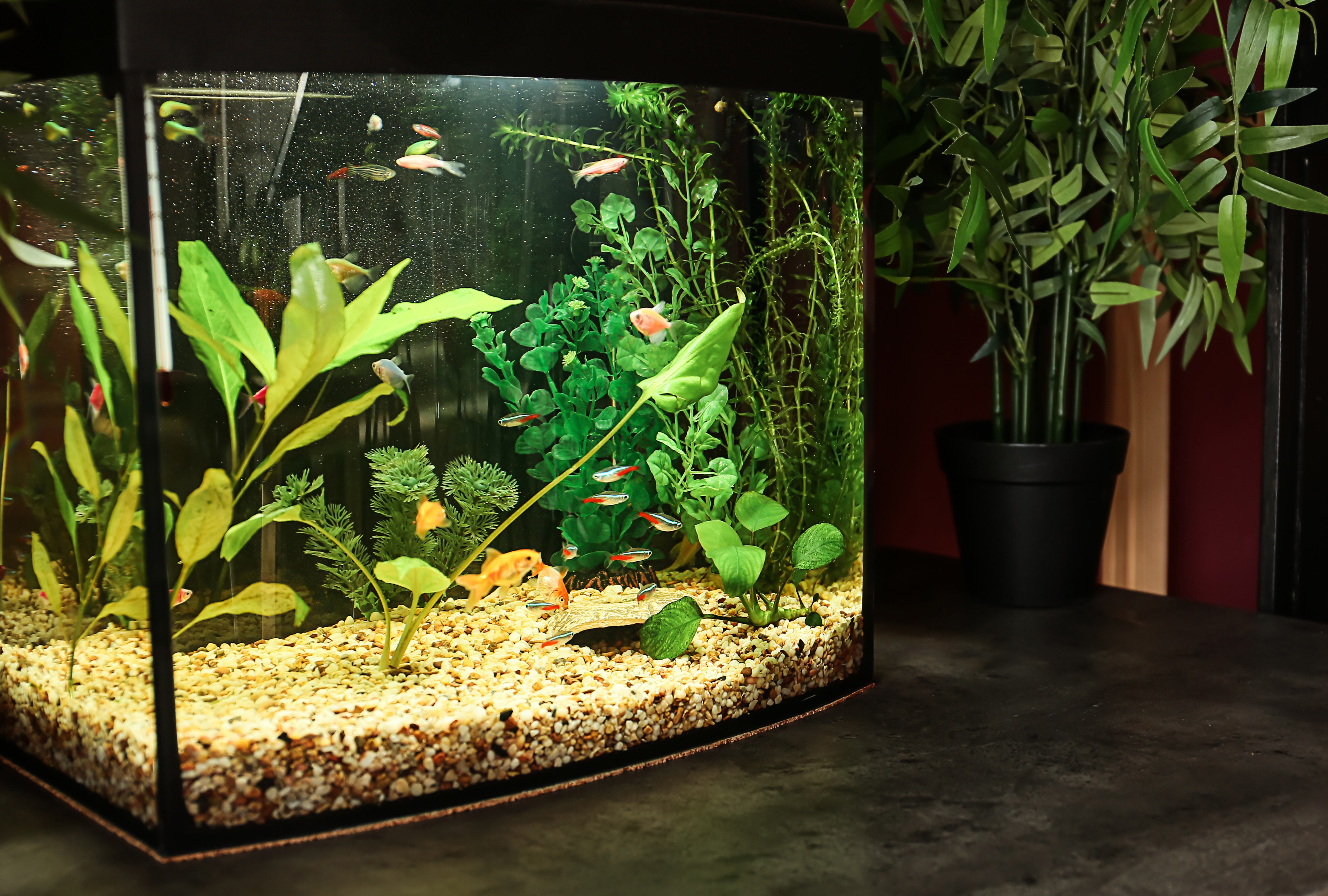 Indoor aquarium adjustments at Maidenhead Aquatics