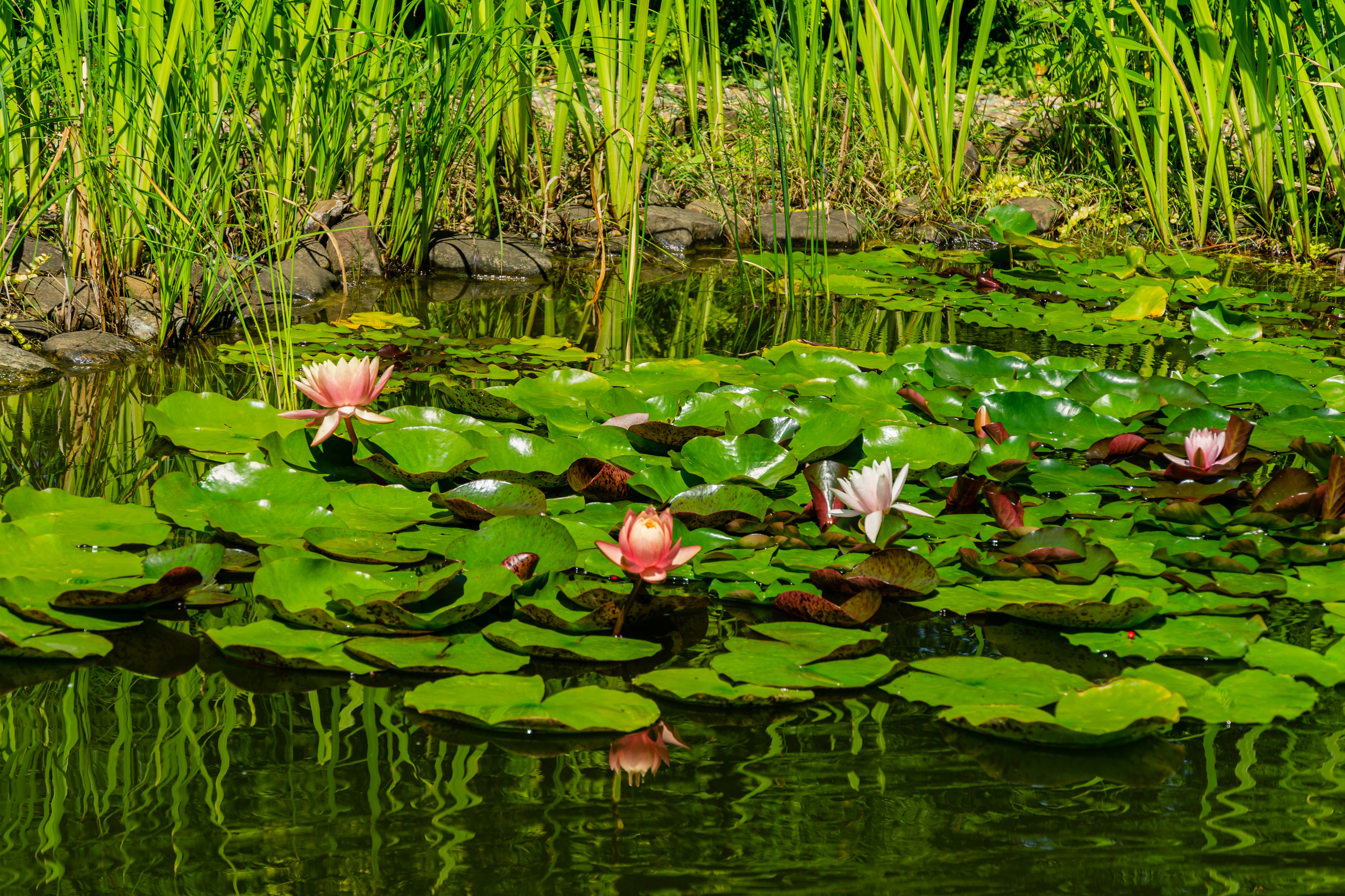 Pond Water Lillies at Maidenhead Aquatics