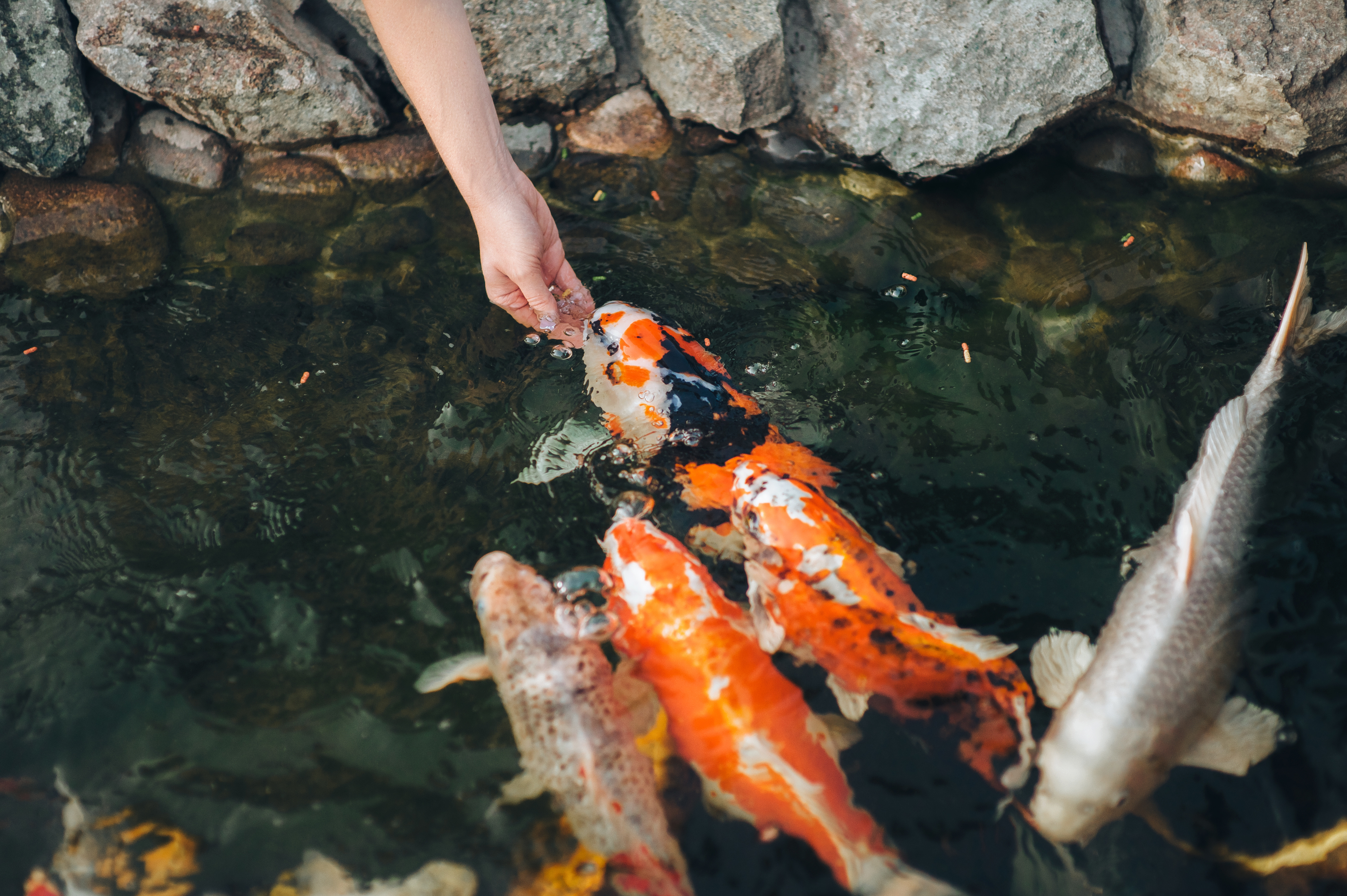 Person Hand feeding koi fish
