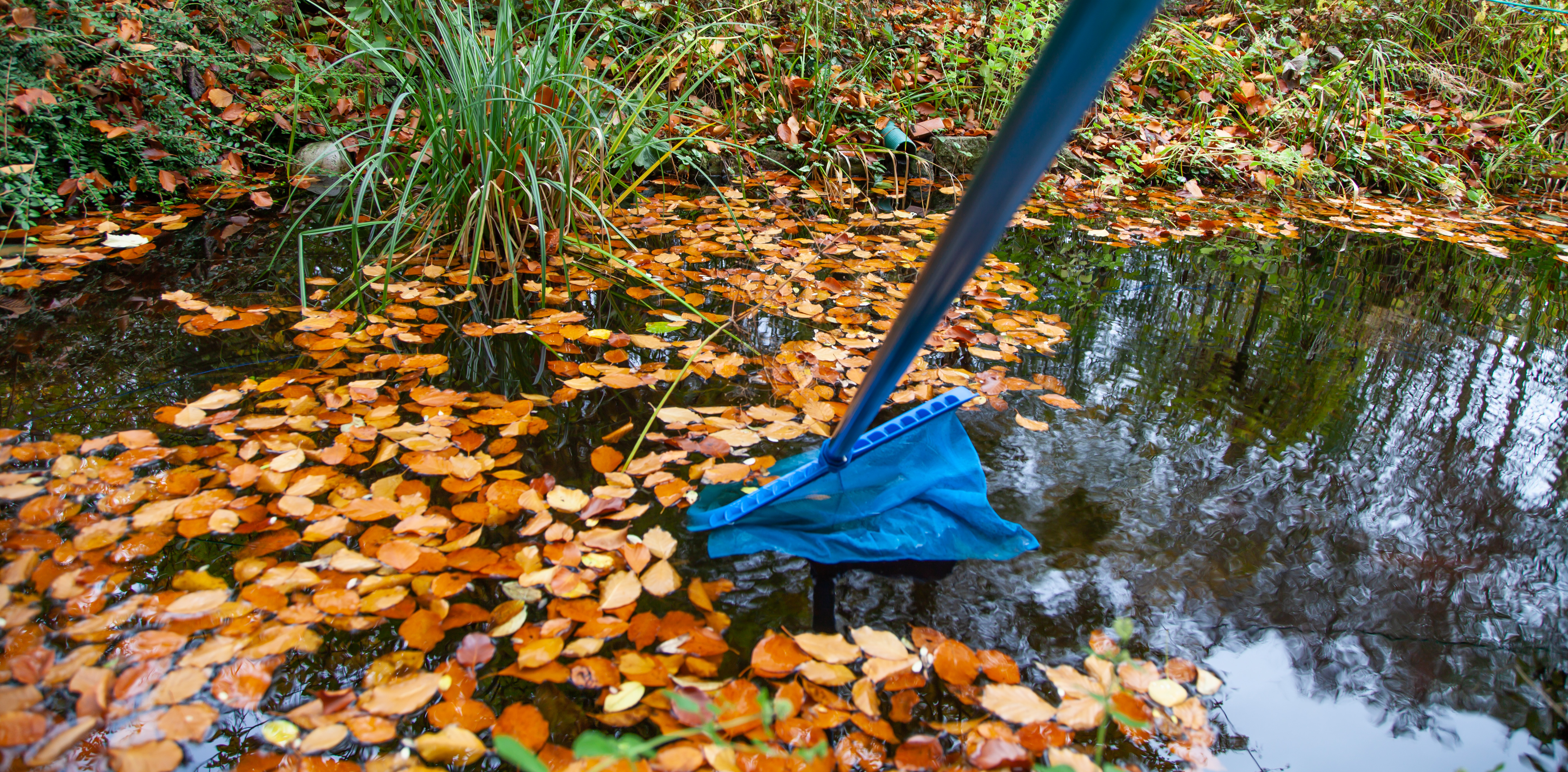 Leaves, debris and pond maintenance at Maidenhead Aquatics