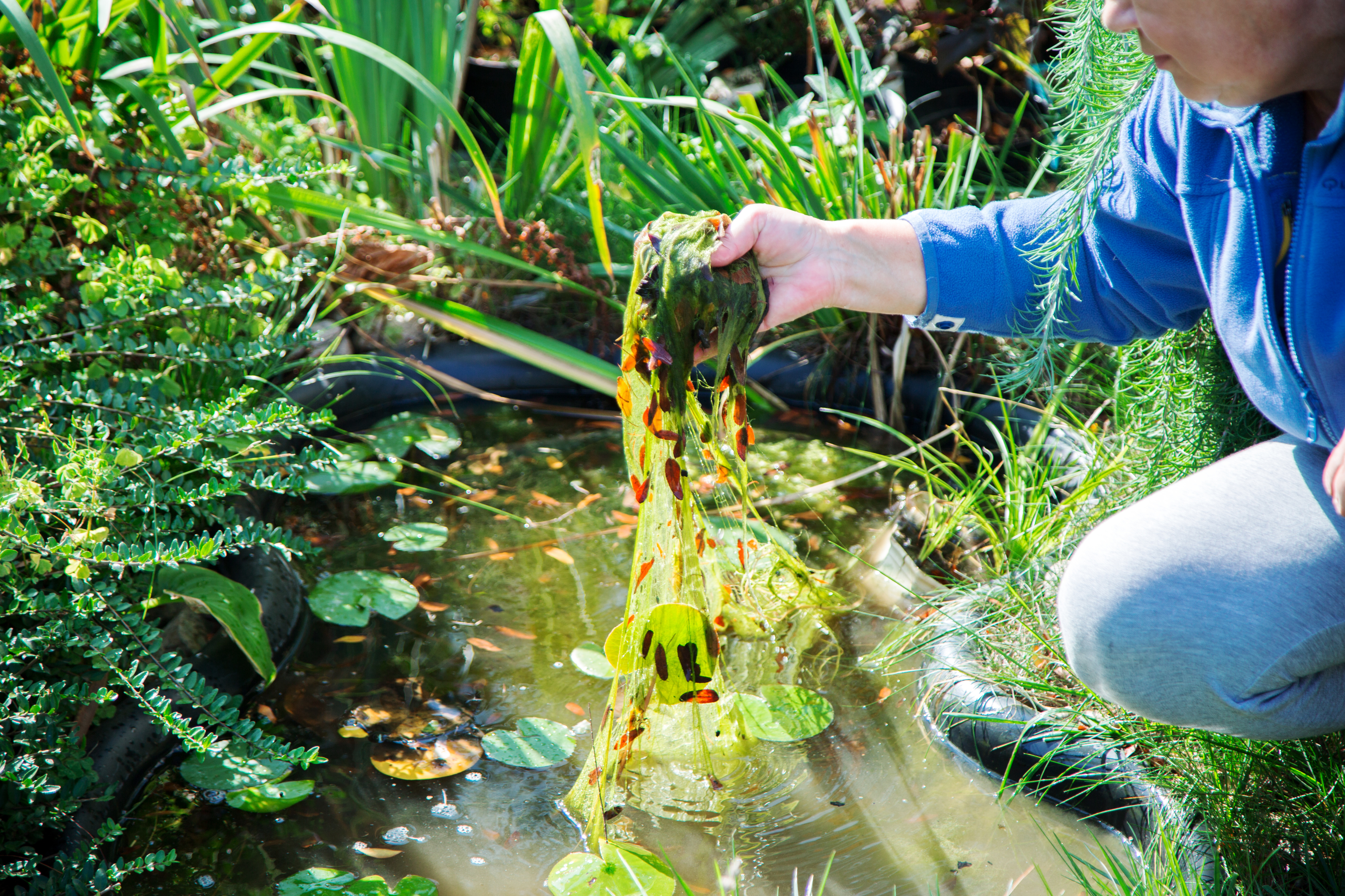Remove Algae from your pond at Maidenhead Aquatics