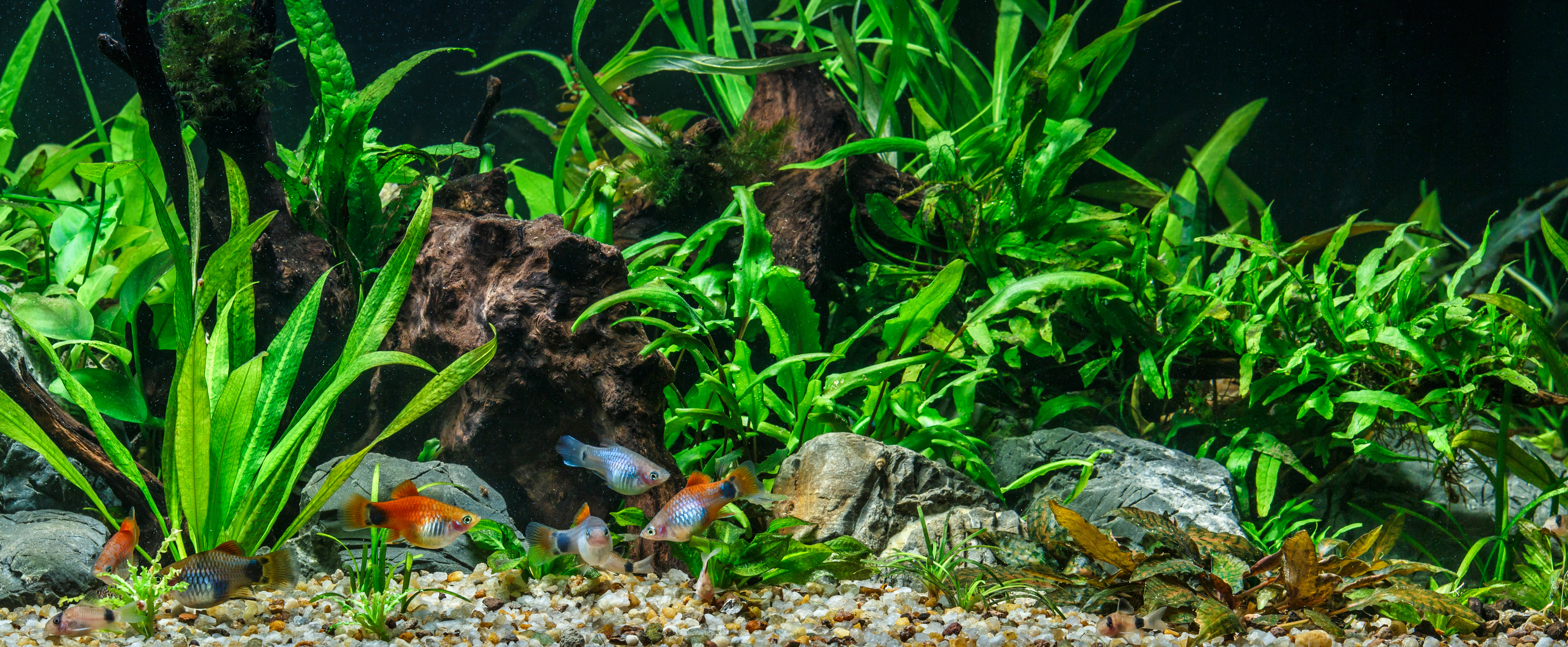 Gravel, rock and wood combination in an aquarium - Maidenhead Aquatics Decor and Substrate