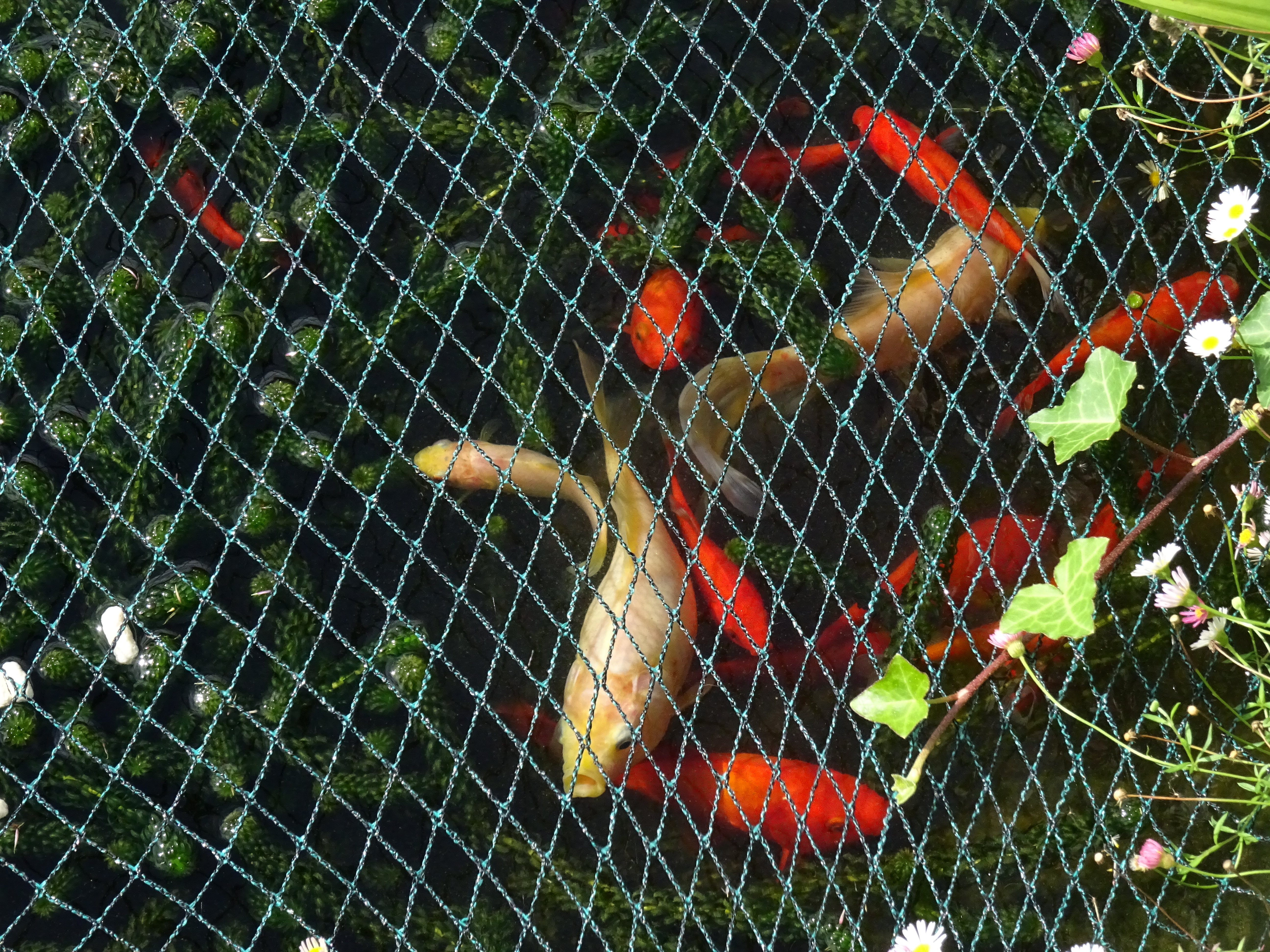 Koi and goldfish in an outdoor pond covered with protective netting for autumn pond care, with surrounding plants and fallen leaves visible