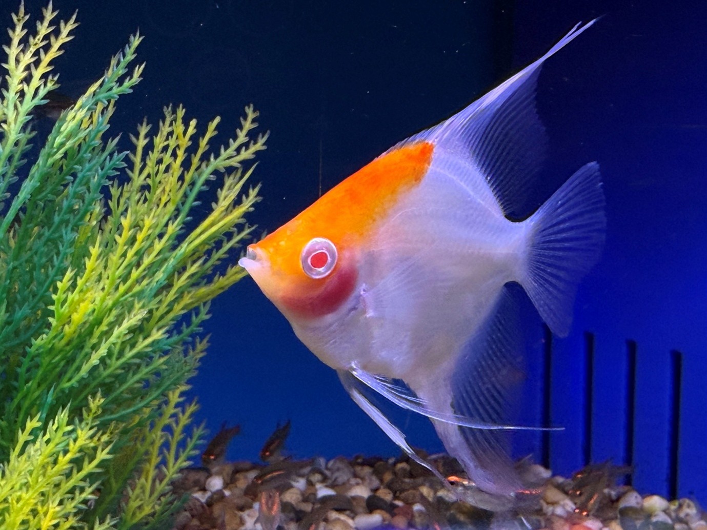 Albino redcap angel (Pterophyllum sp.)