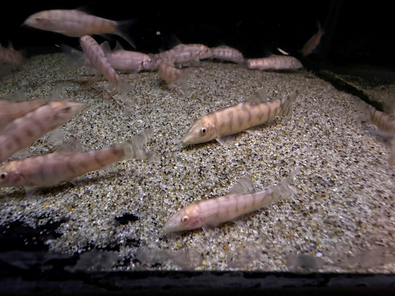 Albino yoyo loaches (Botia almorhae) are robust snail-eating bottom dwellers Albino yoyo loaches (Botia almorhae) are robust snail-eating bottom dwellers 