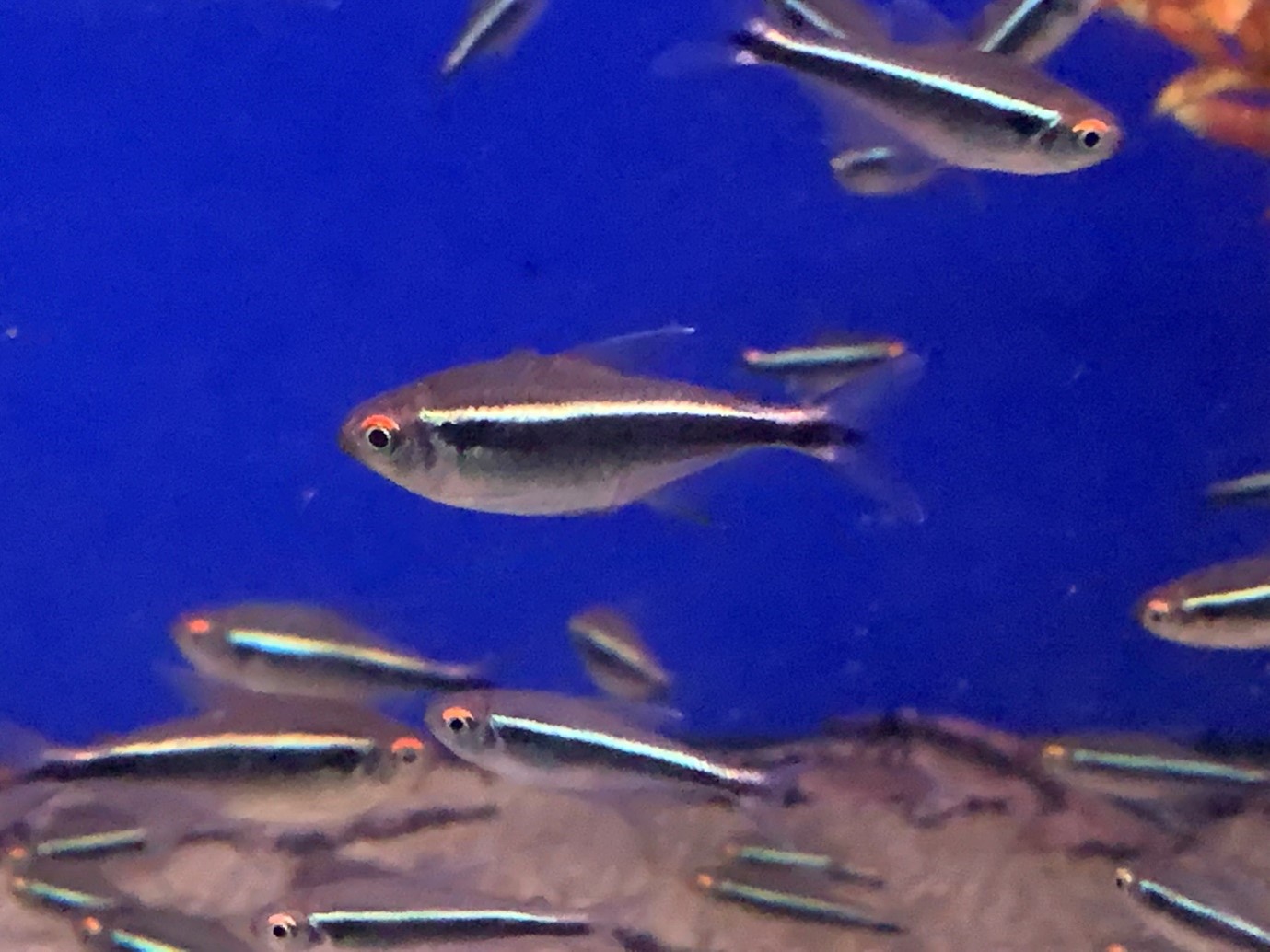 Black neons (Hyphessobrycon herbertaxelrodi) fish at Maidenhead Aquatics Cirencester