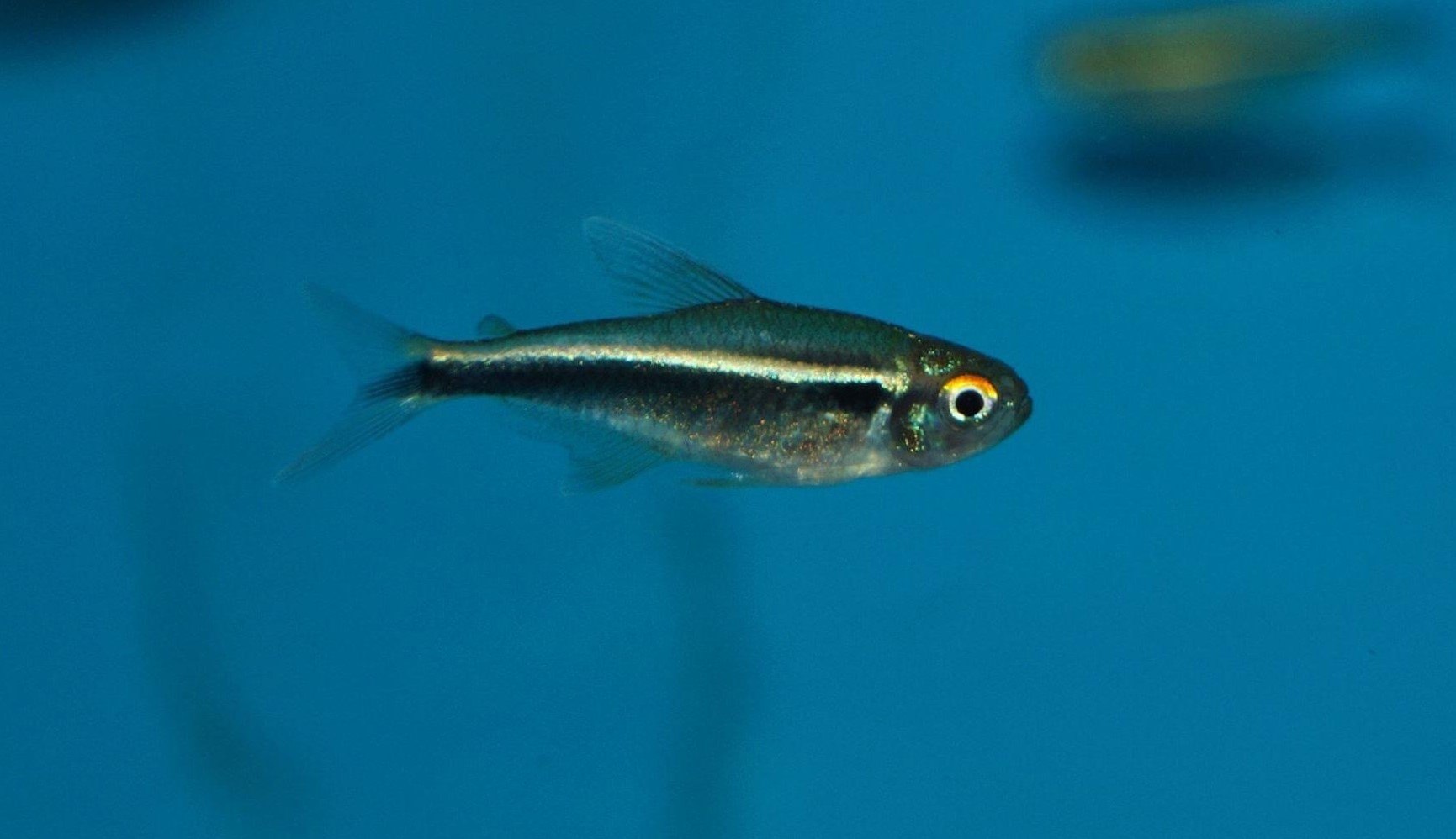 Moenkhausia heikoi at Maidenhead Aquatics