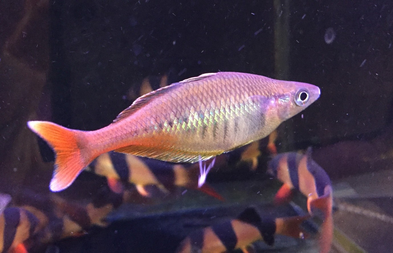 Chilatherina bleheri. Bleher’s rainbowfish is dazzling