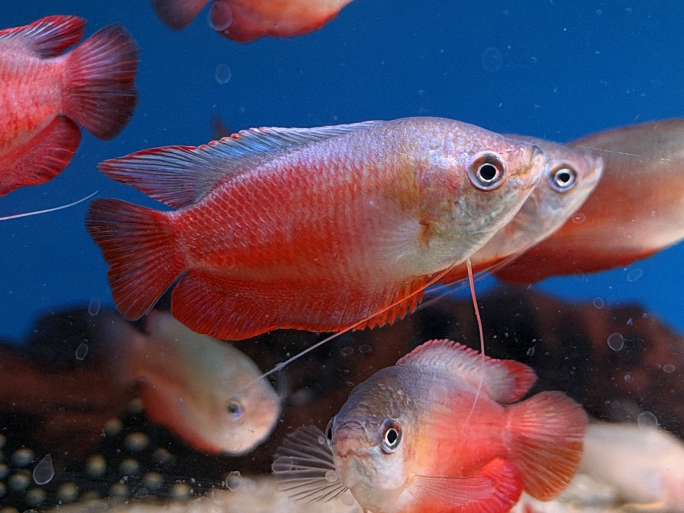 Blood red dwarf gourami,