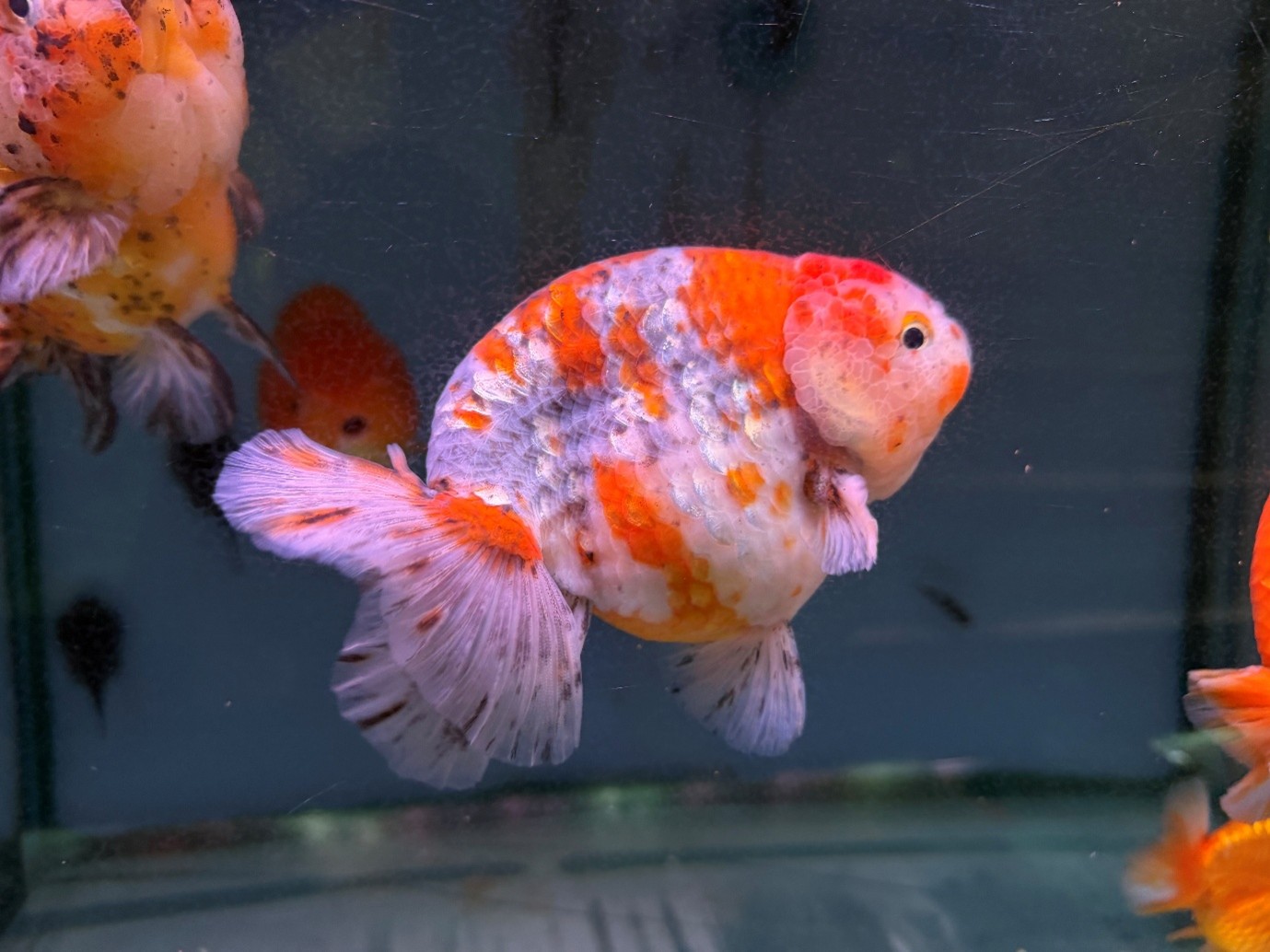 Calico ranchu 
