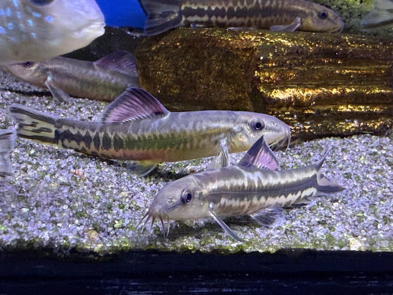 Chinese rainbow loach (Traccatichthys pulcher)