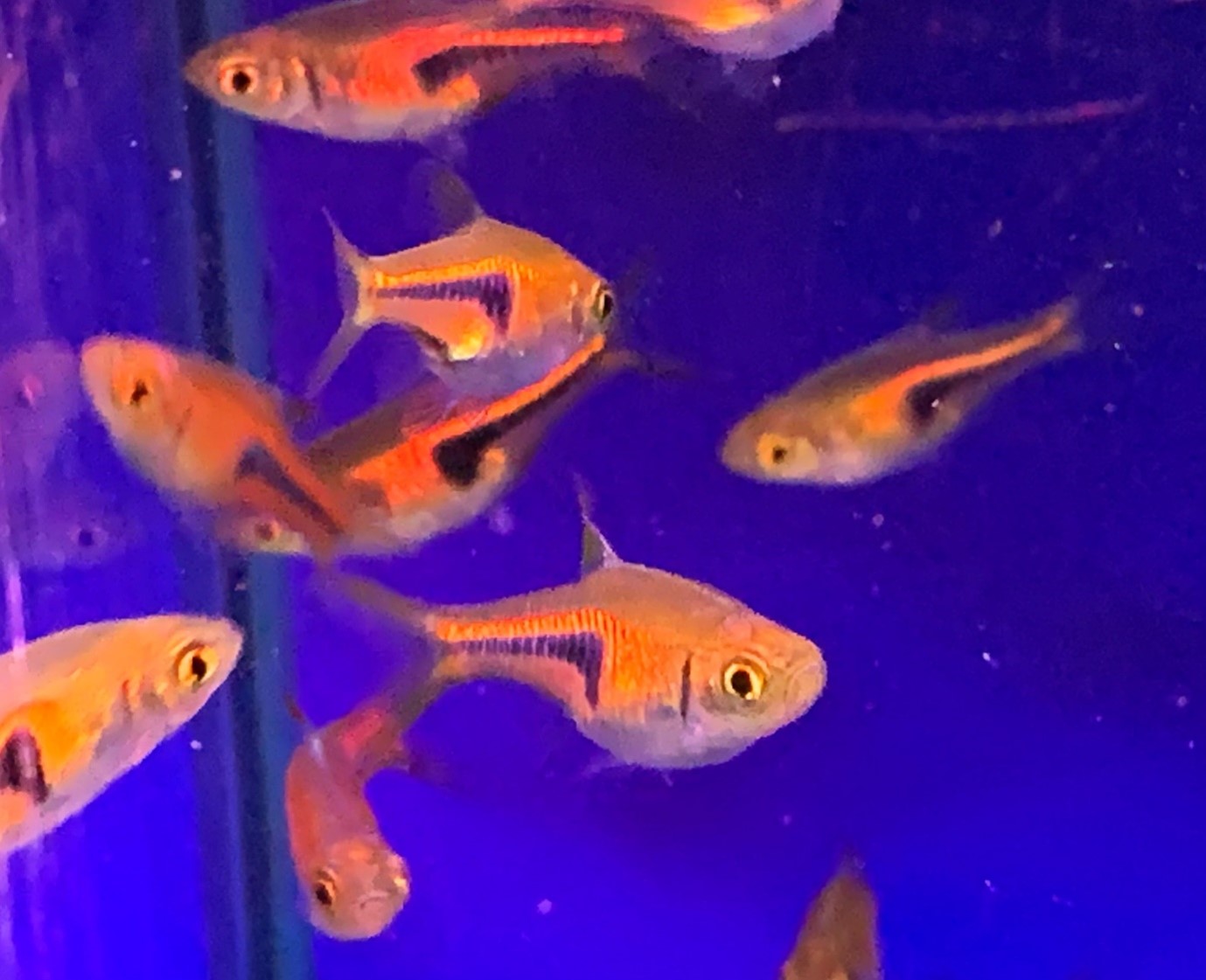Copper harlequins (Trigonostigma espei) fish at Maidenhead Aquatics
