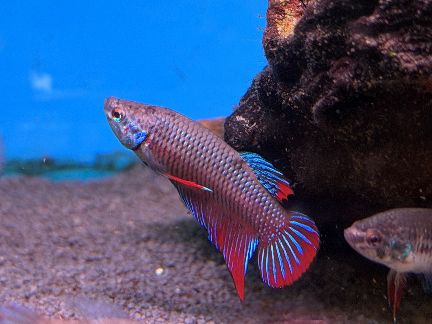 Crescent betta (Betta imbellis)