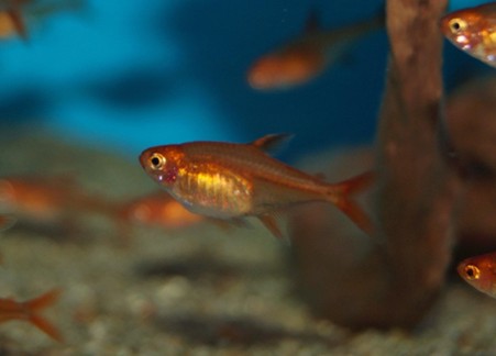 Ember tetras (Hyphessobrycon amandae) at Maidenhead Aquatics