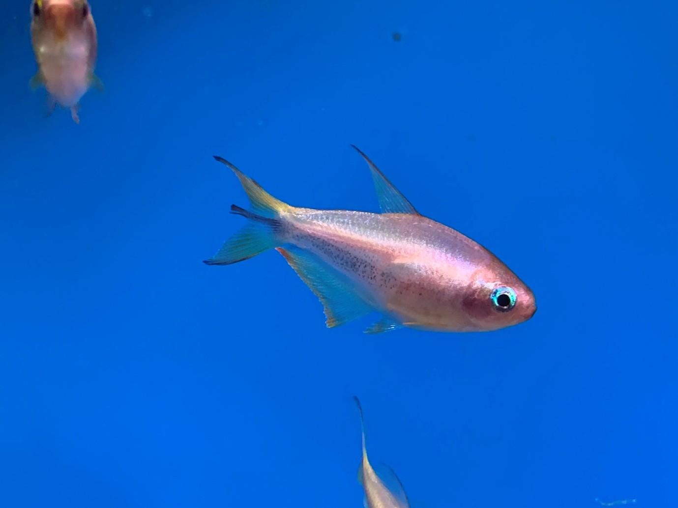 Emperor tetras (Nematobrycon palmeri, melanistic morph, scale – this gold form