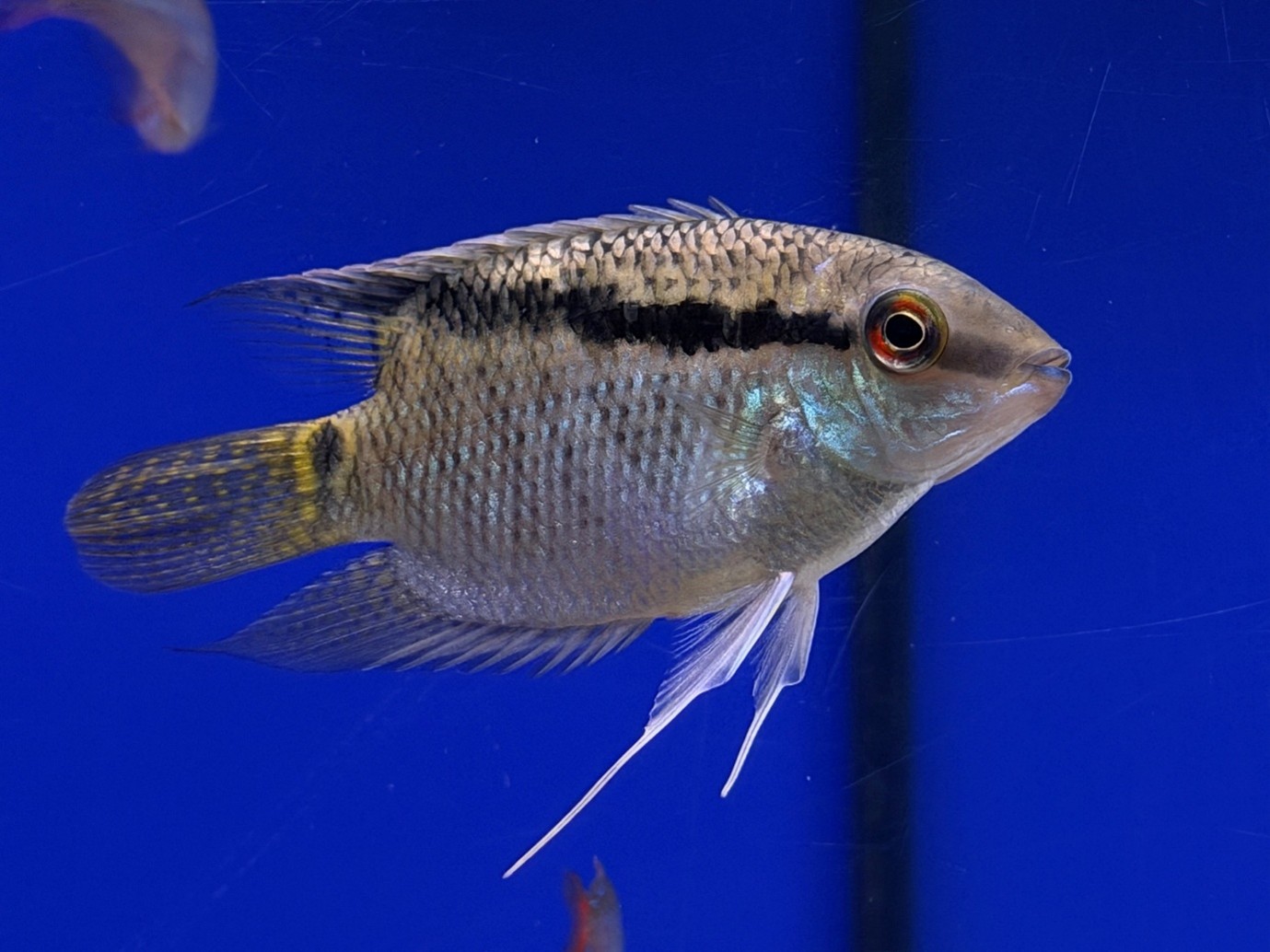 Festive cichlid (Mesonauta festivus)
