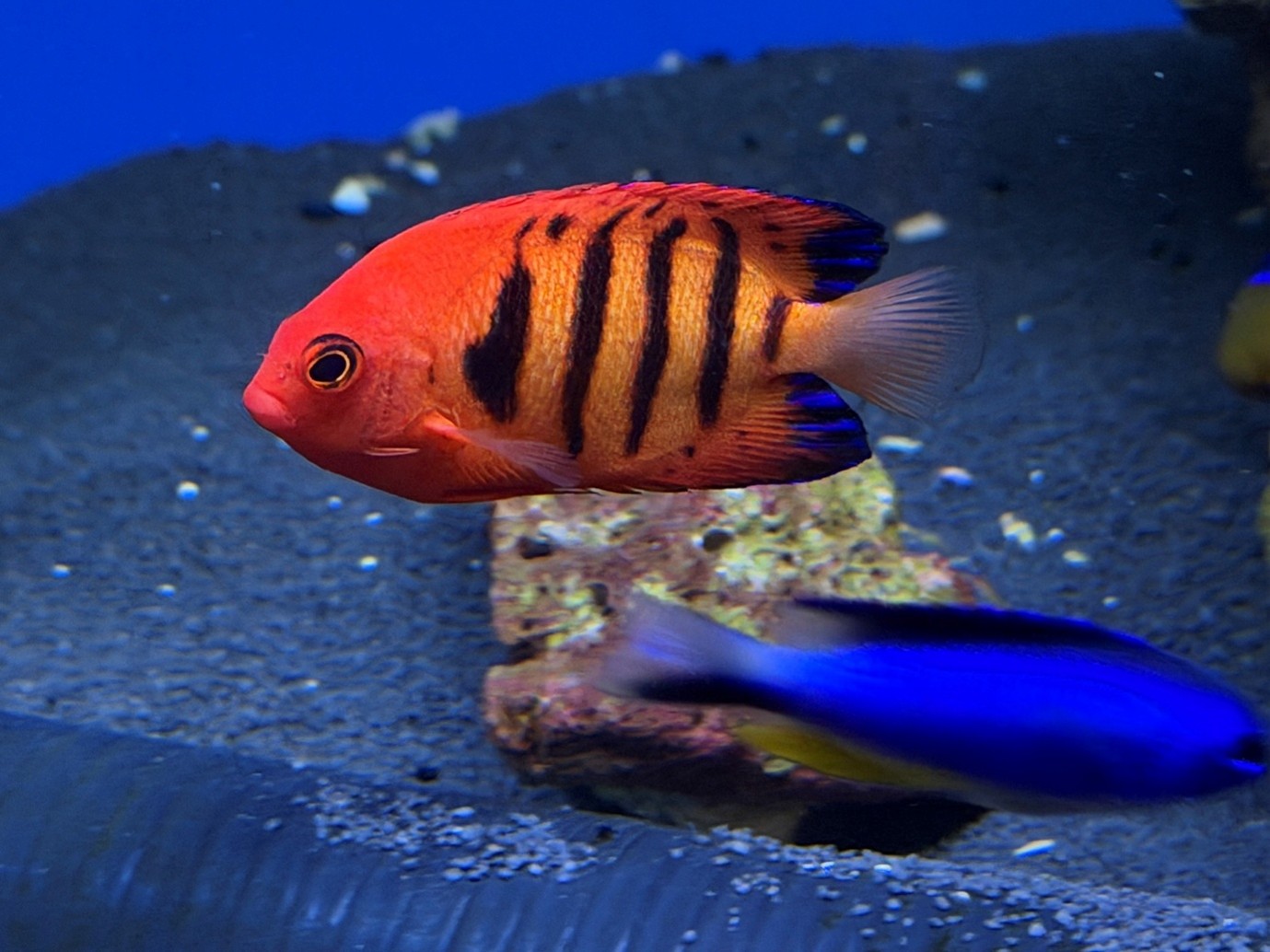 Flame angelfish (Centropyge loriculus)