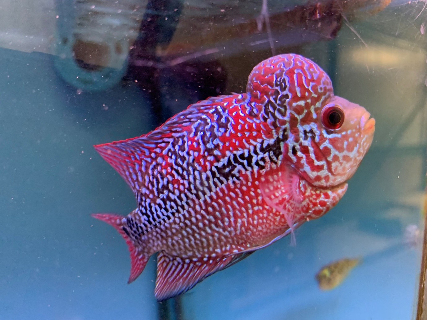 Central American cichlids, the Flowerhorn Cichlid