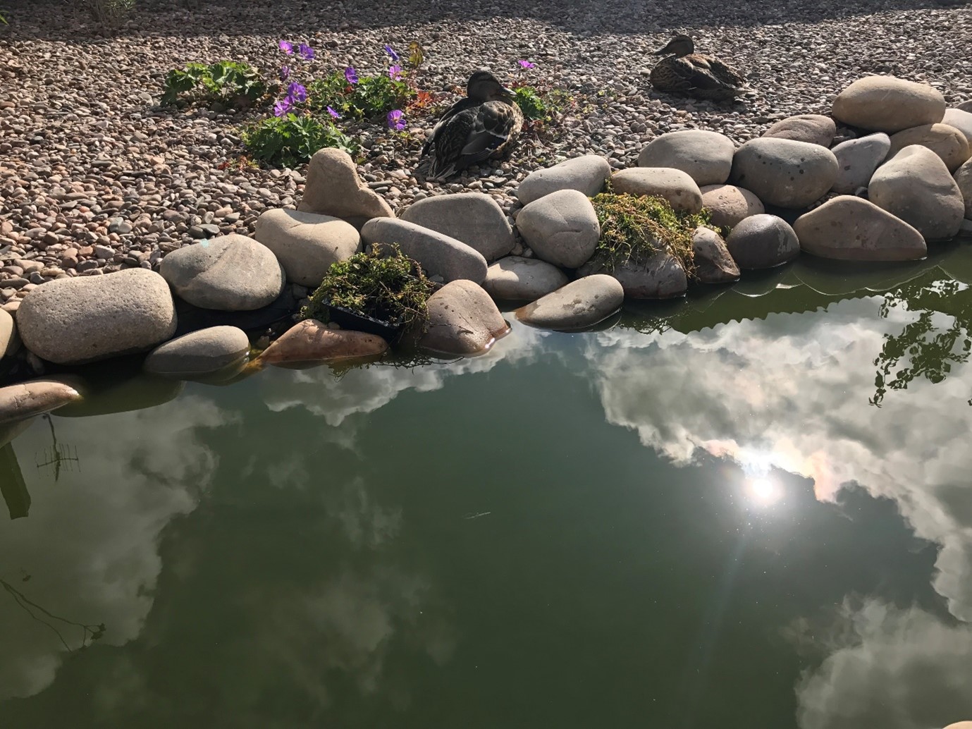 water with rocks