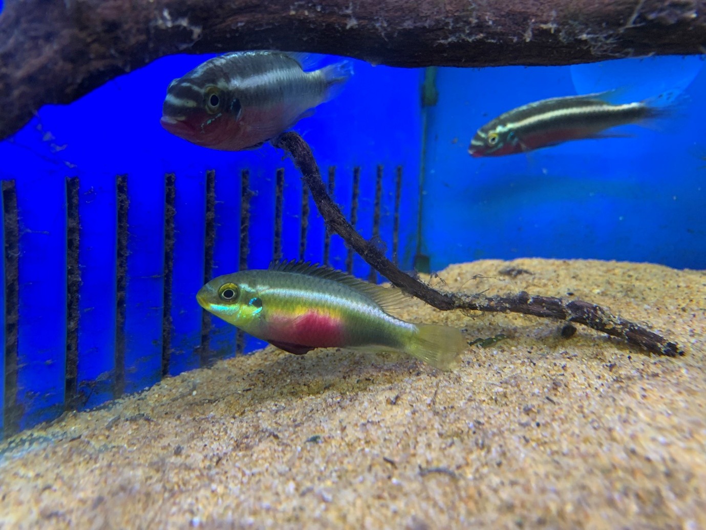 Pelvicachromis sacrimontis is known as the Giant krib at Maidenhead Aquatics