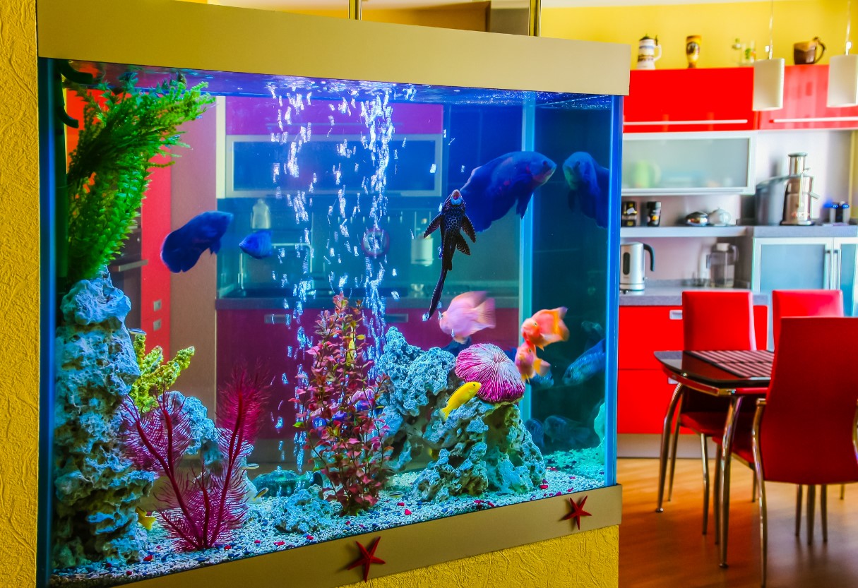 home aquarium in brighty coloured rooom