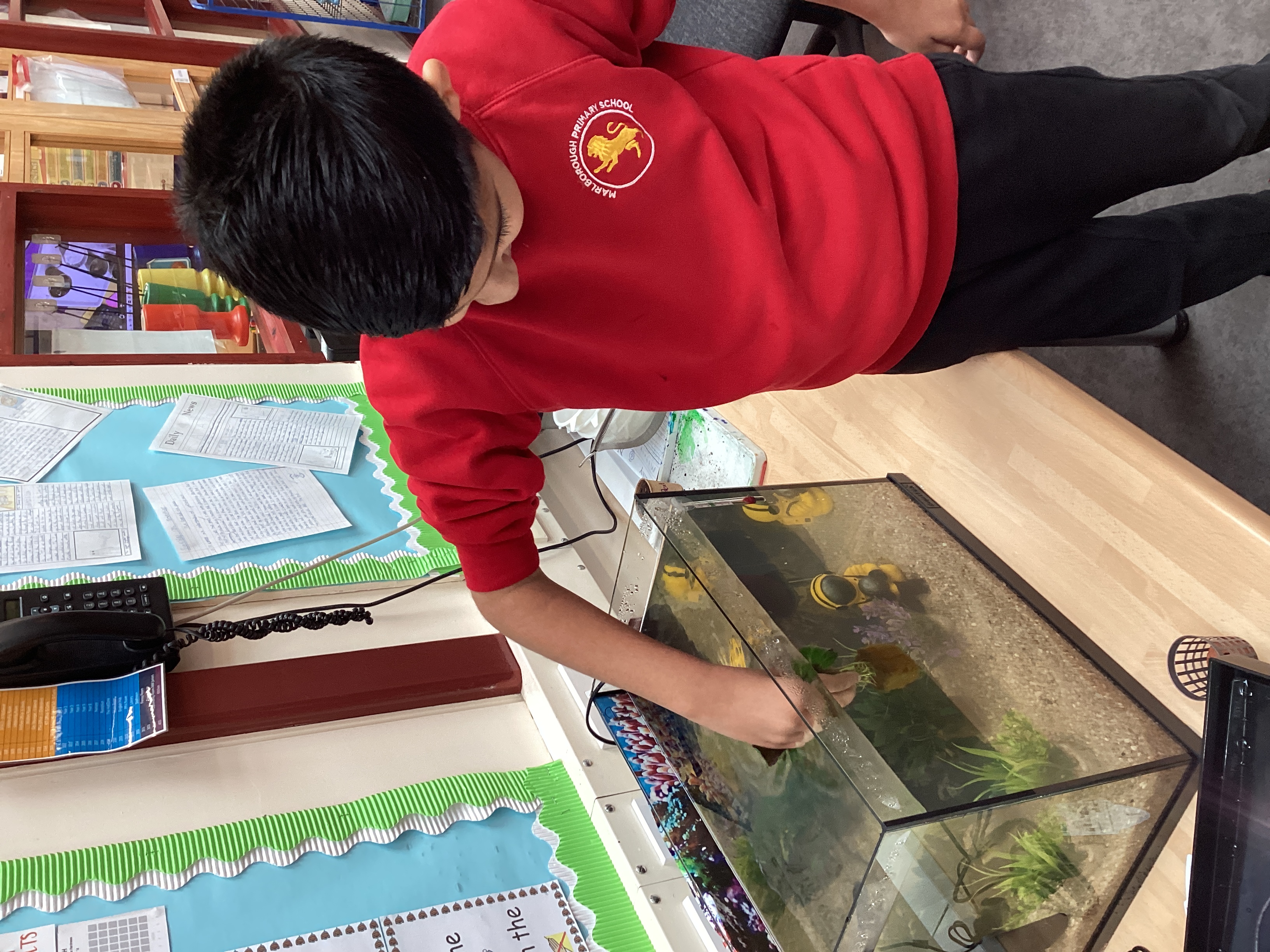 Marlborough Primary School Student adding plants to their aquarium