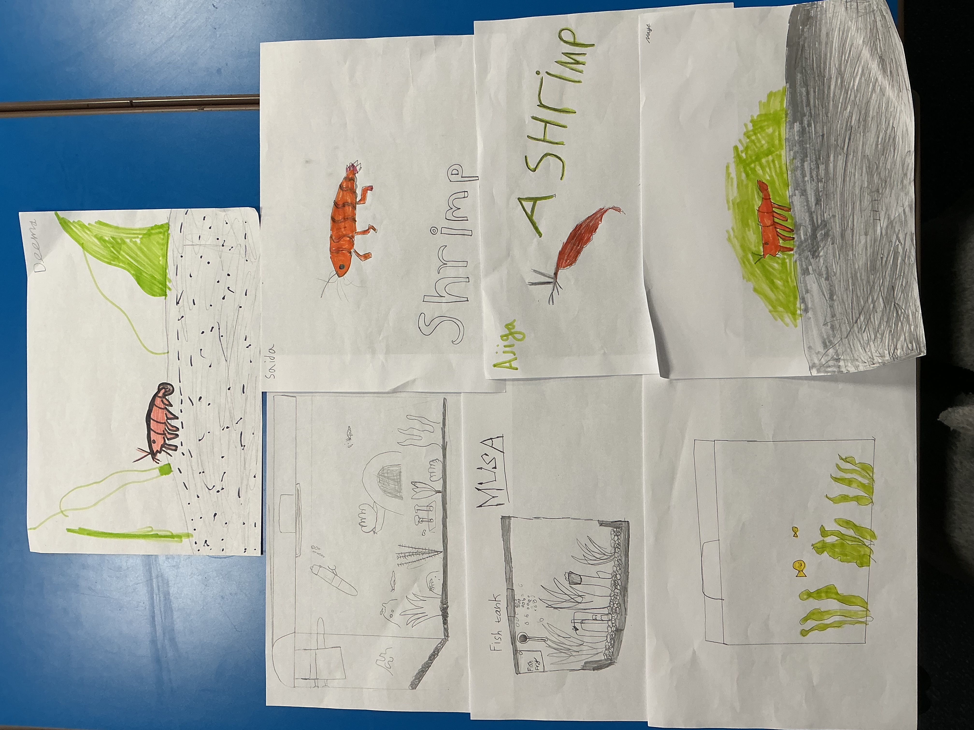 Sparkenhoe Community Primary - Fishkeeper Fry 2026 - Maidenhead Aquatics