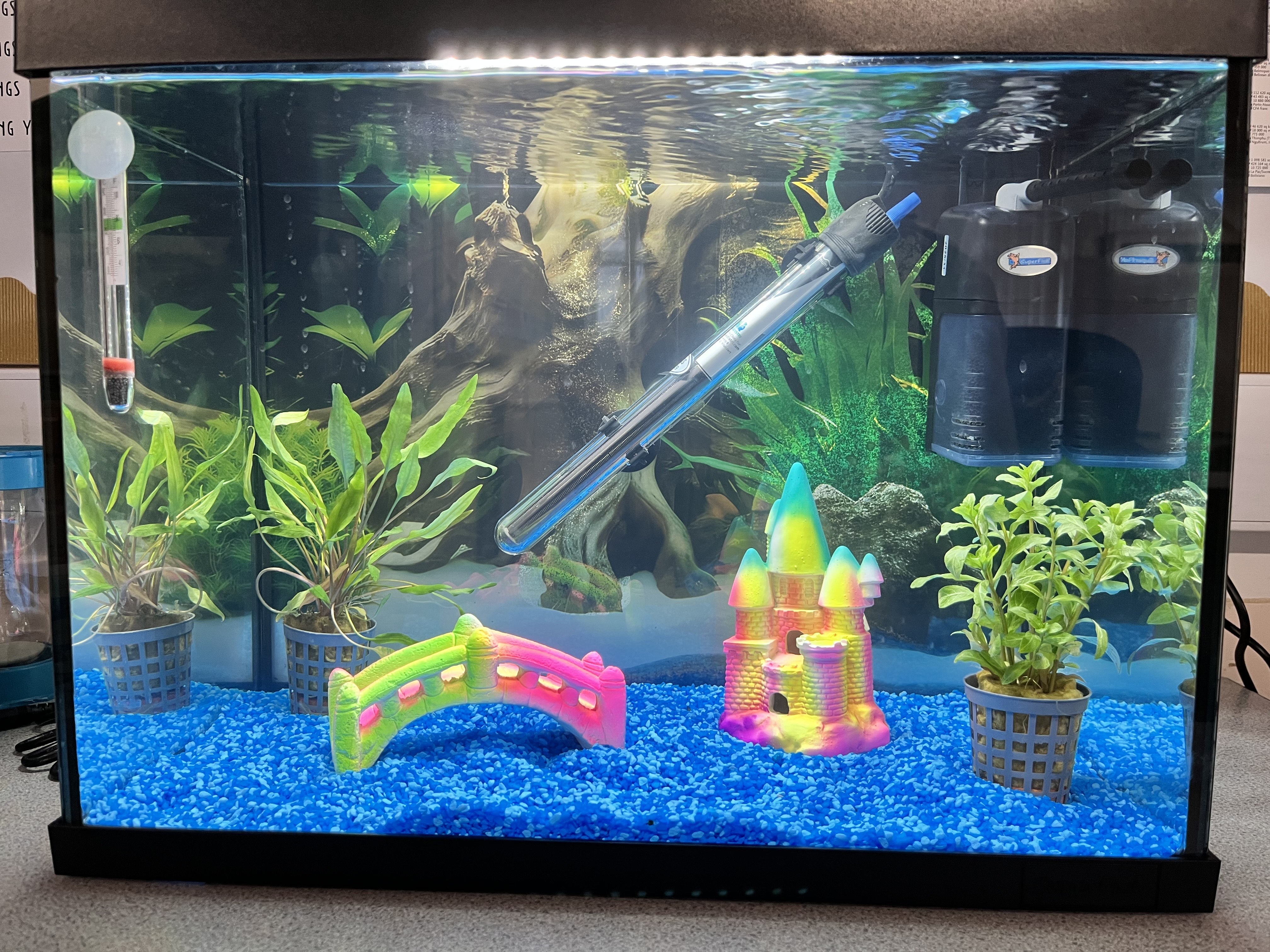 Tank of the week- Felton C of E Primary School